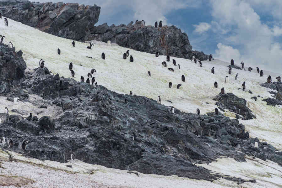 Pingüino Adelia - Antártida 01.jpg